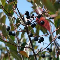 LOW SCAPE® SNOWFIRE® CHOKEBERRY -Sooner Plant Farm Shop DETA3 4828
