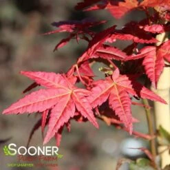 BENI MAIKO UPRIGHT JAPANESE MAPLE -Sooner Plant Farm Shop DETA3 4895