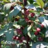 SHOW TIME™ CRABAPPLE -Sooner Plant Farm Shop DETA3 4906