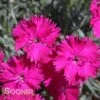 NEON STAR DIANTHUS -Sooner Plant Farm Shop DETA3 496