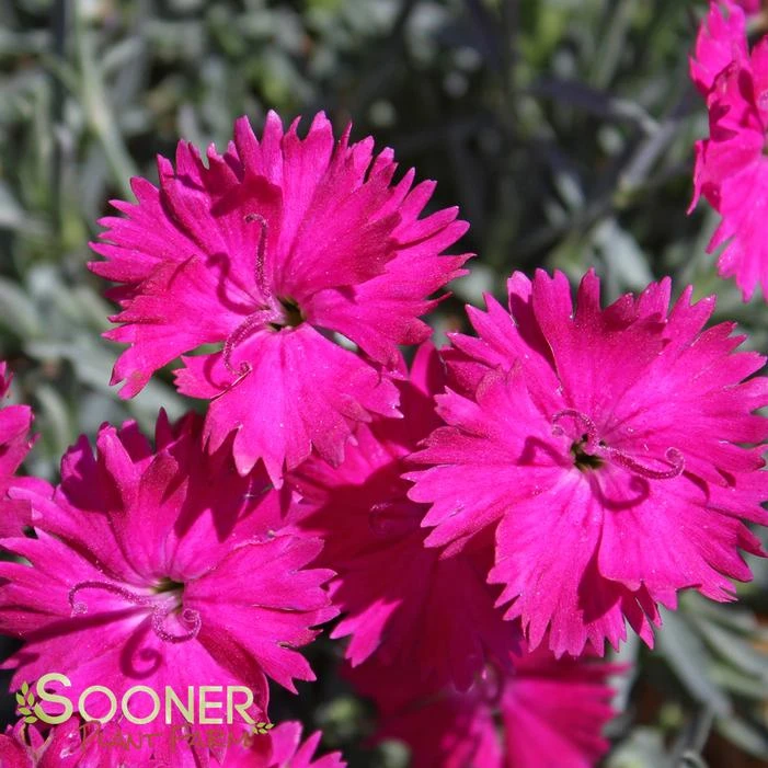 NEON STAR DIANTHUS 3 NEON STAR DIANTHUS