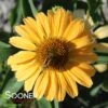 COLOR CODED® ONE IN A MELON CONEFLOWER -Sooner Plant Farm Shop DETA3 4997