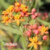 RED BUTTERFLIES MILKWEED -Sooner Plant Farm Shop DETA3 4999