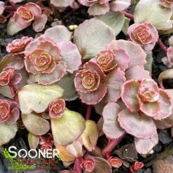 DRAGON'S BLOOD SEDUM -Sooner Plant Farm Shop DETA3 5022