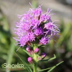 KOBOLD GAYFEATHER -Sooner Plant Farm Shop DETA3 503