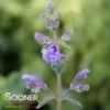 WALKER'S LOW CATMINT -Sooner Plant Farm Shop DETA3 504