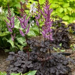 DARK SIDE OF THE MOON ASTILBE -Sooner Plant Farm Shop DETA3 5051
