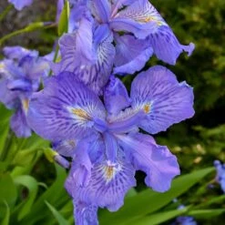 MING TREASURE IRIS -Sooner Plant Farm Shop DETA3 5073
