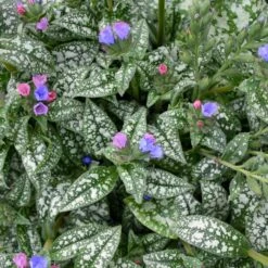 PINK-A-BLUE LUNGWORT 7 PINK-A-BLUE LUNGWORT -Sooner Plant Farm Shop DETA3 5079
