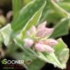 RASPBERRY FROST LUNGWORT -Sooner Plant Farm Shop DETA3 5116