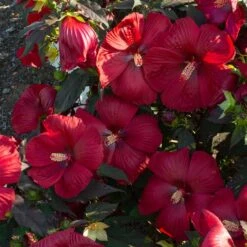 HEAD OVER HEELS® DESIRE™ HARDY HIBISCUS -Sooner Plant Farm Shop DETA3 5134