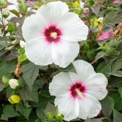 HEAD OVER HEELS® DREAM™ HARDY HIBISCUS 6 HEAD OVER HEELS® DREAM™ HARDY HIBISCUS -Sooner Plant Farm Shop DETA3 5135