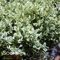 VARIEGATED ENGLISH BOXWOOD -Sooner Plant Farm Shop DETA3 5149