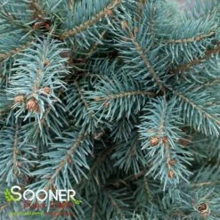 COLORADO BLUE SPRUCE -Sooner Plant Farm Shop DETA3 5186