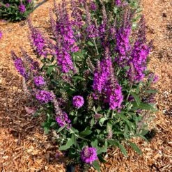 BIRTHDAY CAKE™ BUTTERFLY BUSH -Sooner Plant Farm Shop DETA3 5194