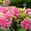 FELICITY™ HYDRANGEA -Sooner Plant Farm Shop DETA3 5230