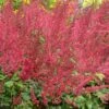 RADIUS ASTILBE -Sooner Plant Farm Shop DETA3 5253