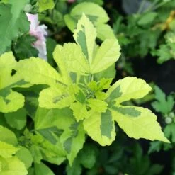 PARAPLU ADORNED™ ALTHEA 7 PARAPLU ADORNED™ ALTHEA -Sooner Plant Farm Shop DETA3 5270