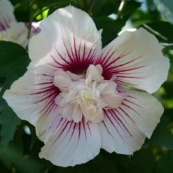 STARBLAST CHIFFON™ ALTHEA -Sooner Plant Farm Shop DETA3 5276