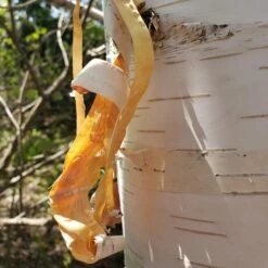 AVALANCHE™ BIRCH -Sooner Plant Farm Shop DETA3 5285