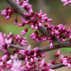 MIDNIGHT EXPRESS® REDBUD -Sooner Plant Farm Shop DETA3 5287