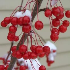 SWEET SUGAR TYME® CRABAPPLE 9 SWEET SUGAR TYME® CRABAPPLE -Sooner Plant Farm Shop DETA3 5288