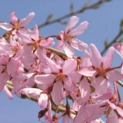 PINK SNOW SHOWERS™ WEEPING CHERRY -Sooner Plant Farm Shop DETA3 5289