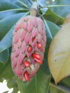 SOUTHERN MAGNOLIA -Sooner Plant Farm Shop DETA3 53