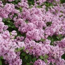 BLOOMERANG® PURPINK™ LILAC -Sooner Plant Farm Shop DETA3 5304
