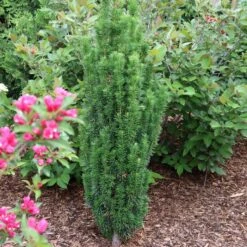 STONEHENGE SKINNY® YEW -Sooner Plant Farm Shop DETA3 5305