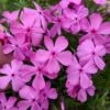 DRUMMOND'S PINK CREEPING PHLOX 2 DRUMMOND'S PINK CREEPING PHLOX -Sooner Plant Farm Shop DETA3 5319