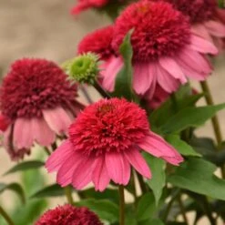 DOUBLE DIPPED™ WATERMELON SUGAR CONEFLOWER -Sooner Plant Farm Shop DETA3 5371