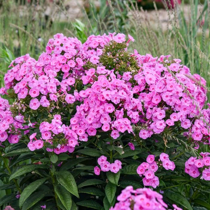 LUMINARY® PRISMATIC PINK GARDEN PHLOX 4 LUMINARY® PRISMATIC PINK GARDEN PHLOX - Image 2