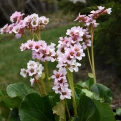 PEPPERMINT PATTY BERGENIA 6 PEPPERMINT PATTY BERGENIA -Sooner Plant Farm Shop DETA3 5401