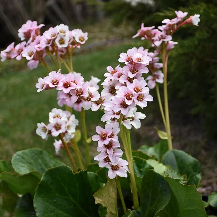 PEPPERMINT PATTY BERGENIA 4 PEPPERMINT PATTY BERGENIA - Image 2