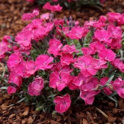 VIVID™ BRIGHT LIGHT DIANTHUS -Sooner Plant Farm Shop DETA3 5410