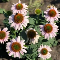 BUTTERFLY™ PINK SKIPPER CONEFLOWER 7 BUTTERFLY™ PINK SKIPPER CONEFLOWER -Sooner Plant Farm Shop DETA3 5444