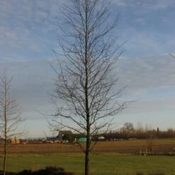 AFTERBURNER® BLACKGUM -Sooner Plant Farm Shop DETA3 5455