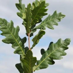 SKINNY GENES® OAK 8 SKINNY GENES® OAK -Sooner Plant Farm Shop DETA3 5456