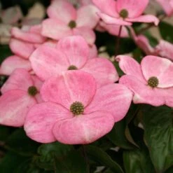HEART THROB® KOUSA DOGWOOD -Sooner Plant Farm Shop DETA3 5461