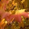 APOLLO® SUGAR MAPLE -Sooner Plant Farm Shop DETA3 5467