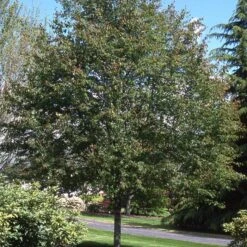 SPRING FLURRY® SERVICEBERRY -Sooner Plant Farm Shop DETA3 5469