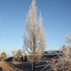 STREETSPIRE® OAK 1 STREETSPIRE® OAK -Sooner Plant Farm Shop DETA3 5475