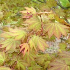 MORNING STARBURST™ VINE MAPLE -Sooner Plant Farm Shop DETA3 5478