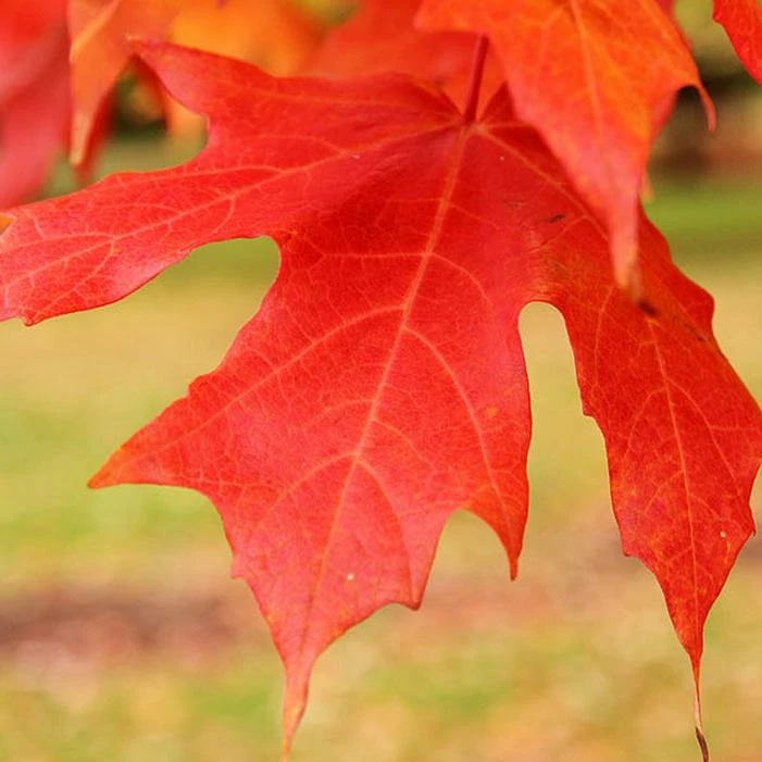 LEGACY® SUGAR MAPLE 3 LEGACY® SUGAR MAPLE