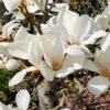 MARILYN'S CHOICE™ COLUMNAR MAGNOLIA -Sooner Plant Farm Shop DETA3 5487