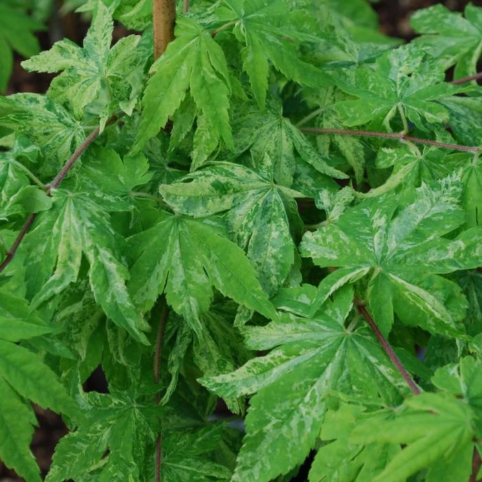 KUMOI NISHIKI FULL MOON UPRIGHT JAPANESE MAPLE 3 KUMOI NISHIKI FULL MOON UPRIGHT JAPANESE MAPLE