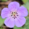 ROZANNE CRANESBILL GERANIUM -Sooner Plant Farm Shop DETA3 561