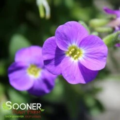 ROCK ON BLUE ROCK CRESS -Sooner Plant Farm Shop DETA3 5675