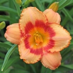 STRAWBERRY CANDY DAYLILY -Sooner Plant Farm Shop DETA3 568